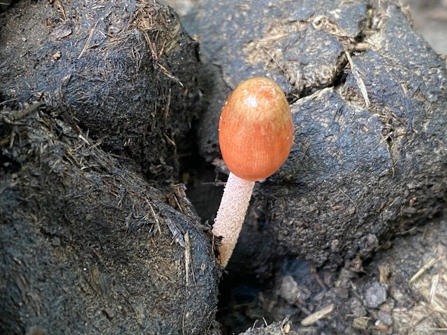 Dung-Loving Bolbitius (Bolbitius coprophilus)