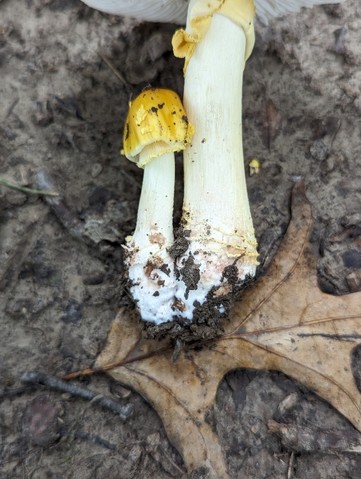 Yellow American Blusher (Amanita flavorubens)