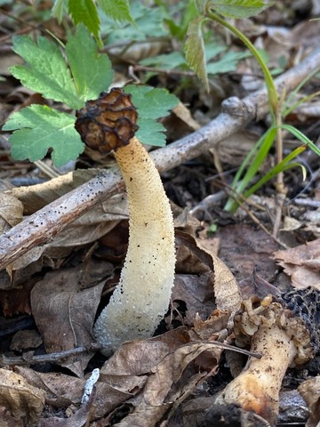 Half-Free Morel (Morchella punctipes (M. semilibera))