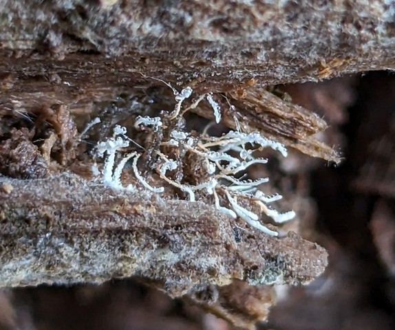 Spider Akanthomyces (Akanthomyces aranearum)