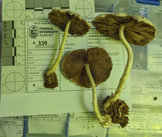 Pale Brittlestem (Candolleomyces candolleanus)