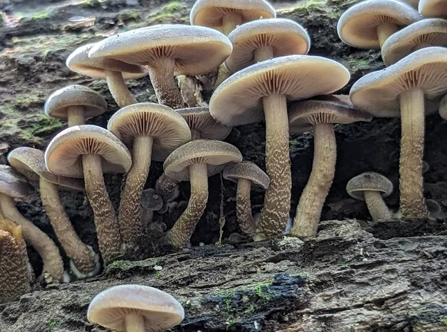 Scaber Stem Fieldcap (Agrocybe firma)
