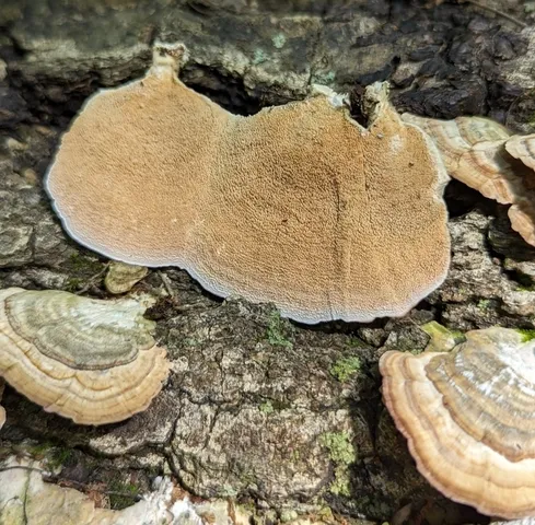 Violet-Toothed Polypore (Trichaptum biforme)