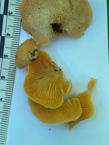 Saffron Oysterling (Crepidotus crocophyllus)