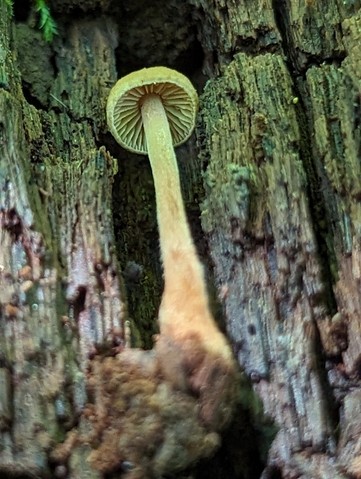 Hairy-Stalked Gymnopus (Gymnopus spongiosus)