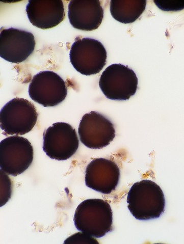 undefined (Elaphomyces sp.)