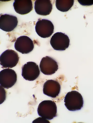 undefined (Elaphomyces spp.)