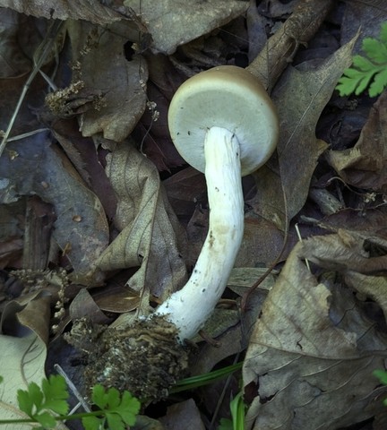 undefined (Agrocybe acericola)