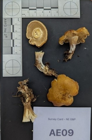 Domecaps (Calocybe)