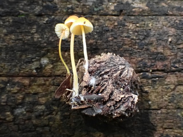 Walnut Mycena (Mycena crocea)