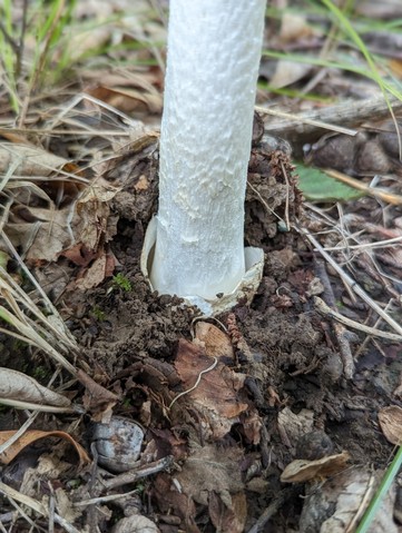 Garlic-Odored Death Cap (Amanita suballiacea)