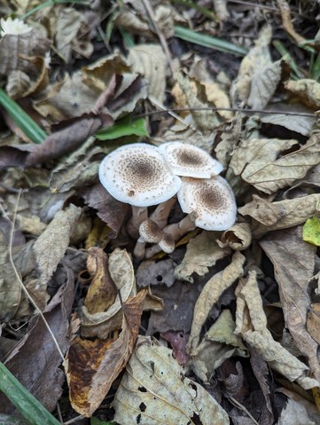 White Honey Mushroom (Armillaria gallica)