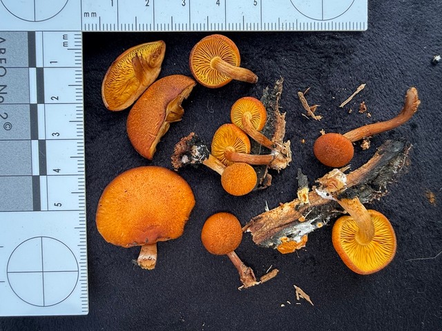 Rustgills And Gyms (Gymnopilus spp.)