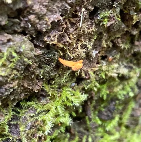 Cheeto Cordyceps (Ophiocordyceps variabilis)