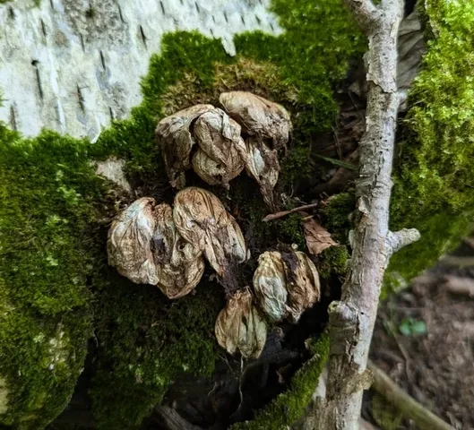 Pear-shaped Puffball (Apioperdon pyriforme)