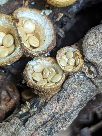 Discrete Birds Nest (Crucibulum parvulum)