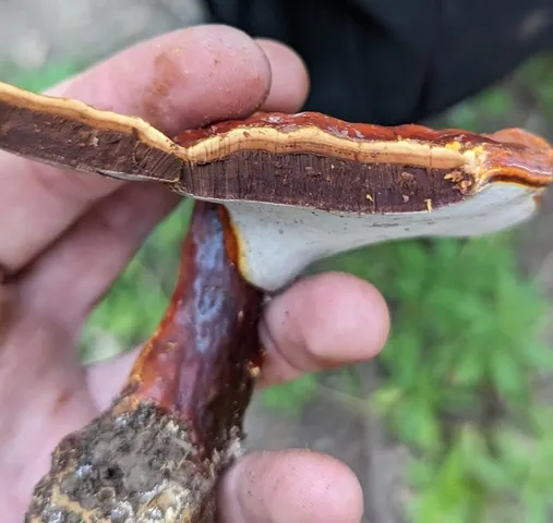 Golden Reishi (Ganoderma curtisii)
