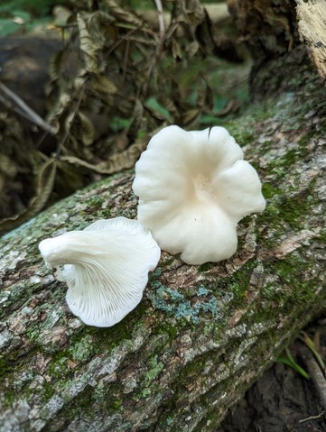 Common Oyster (Pleurotus ostreatus)