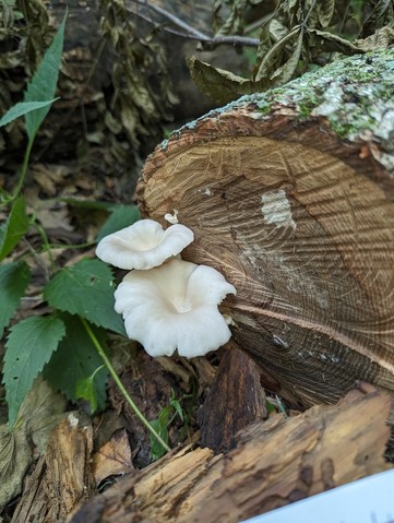 Common Oyster (Pleurotus ostreatus)