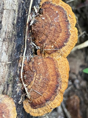 Mustard Yellow Polypore (Fuscoporia gilva)