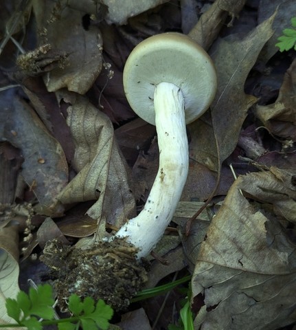undefined (Agrocybe acericola)