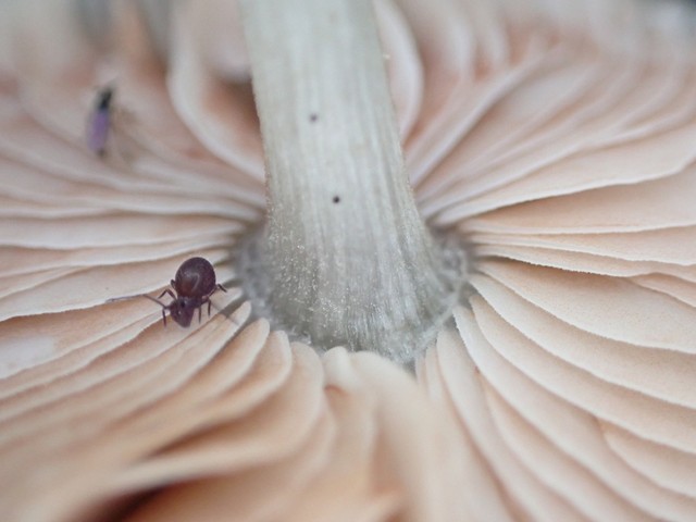 Veined Shield (Pluteus thomsonii-IN03)