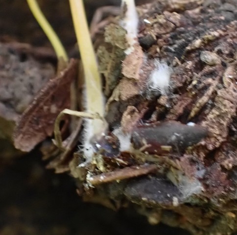 Walnut Mycena (Mycena crocea)