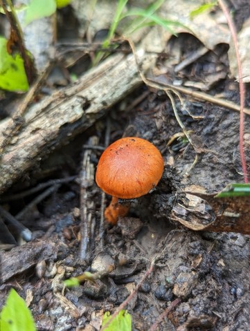 null (Cortinarius hesleri)