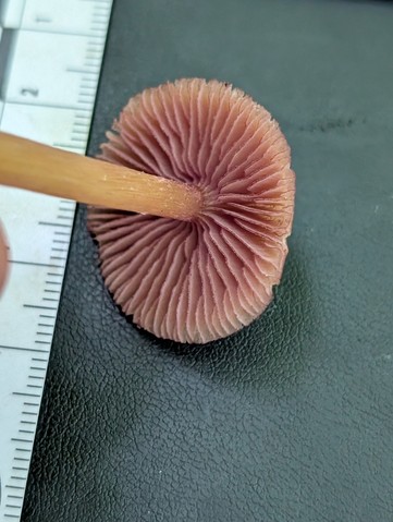 undefined (Mycena sp. 'IN6' (Mycena rutilantiformis))