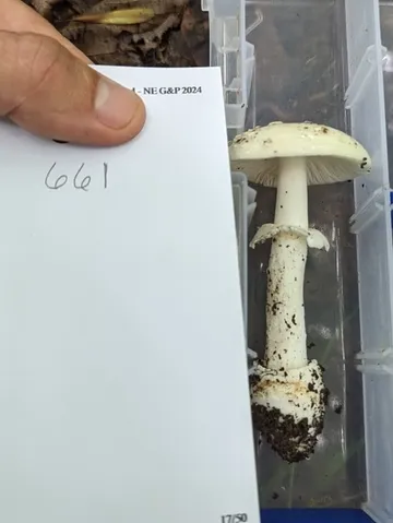White Panther (Amanita multisquamosa)