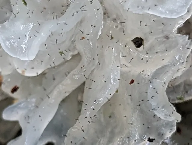 Sporothrix epigloea