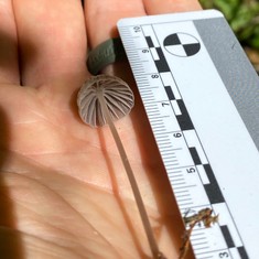 Unidentified Mycena