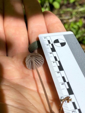 Mycena spp.