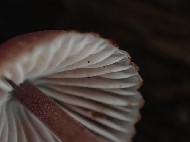 Bleeding Fairy Helmet (Mycena haematopus)