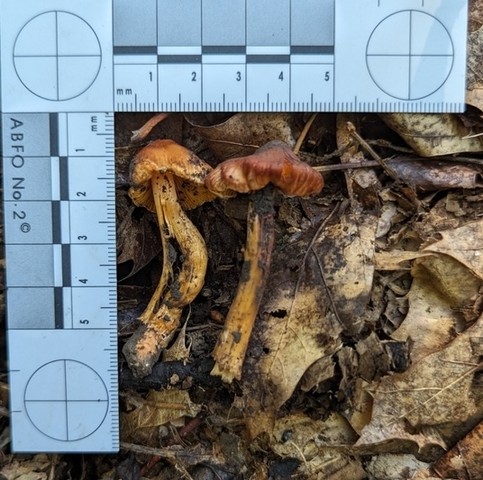 null (Inocybe sp-IN21)