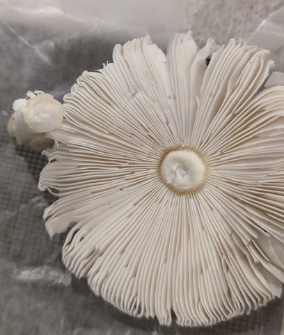 undefined (Amanita Sect. Caesareae sp.)