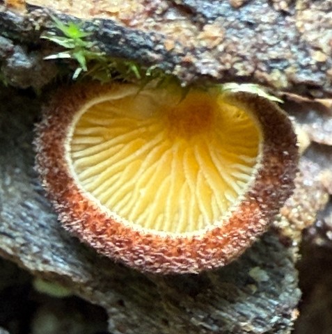 Saffron Oysterling (Crepidotus crocophyllus)