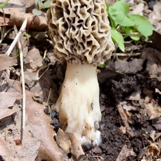 Common Morel