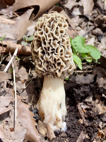 Common Morel (Morchella americana)