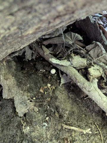 undefined (Phallogaster cf. phillipsii)
