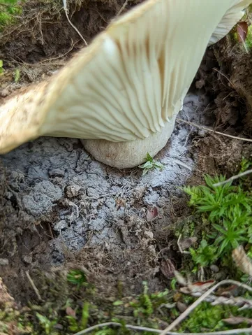 undefined (Russula sp-NE02)