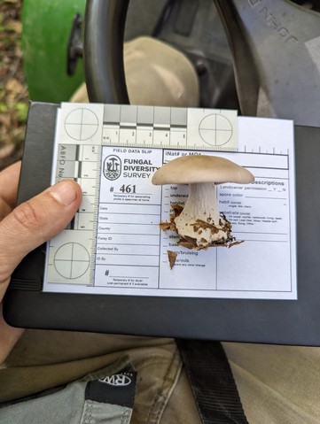 Blewit (Collybia nuda)