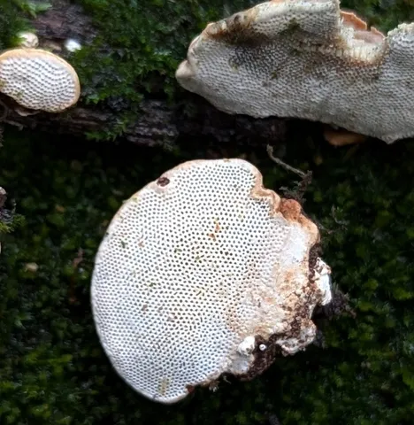 Perenniporia ohiensis
