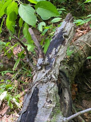 Hypoxylon Canker (Biscogniauxia Atropunctata) | Mushrooms Of Nebraska