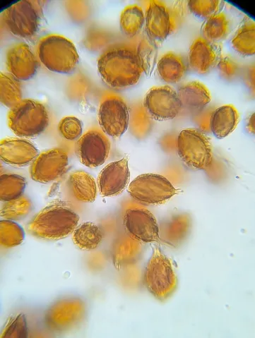 undefined (Hymenogaster spp.)