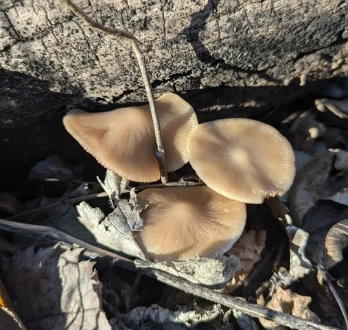 Unidentified Psathyrella (Psathyrella spp.)