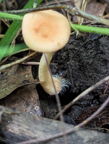 null (Lactarius subserifluus)