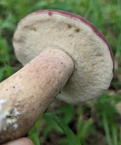 Reddish Brown Bitter Bolete (Tylopilus rubrobrunneus)