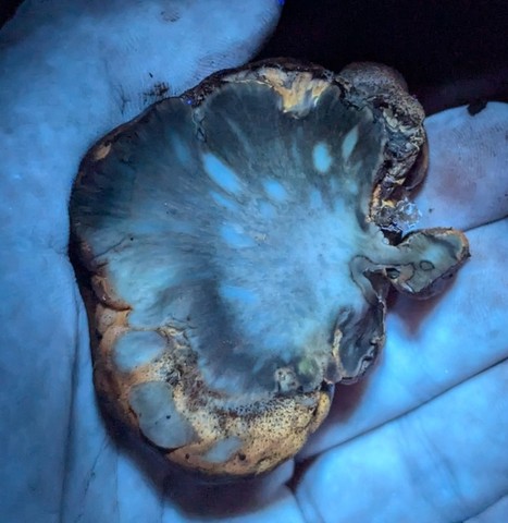 Beefsteak Fungus (Fistulina americana)
