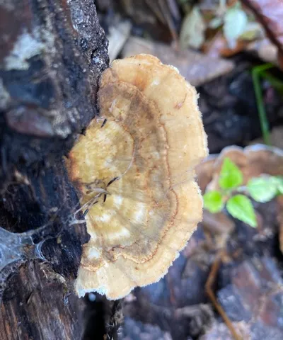 Turkey-tail (Trametes versicolor)